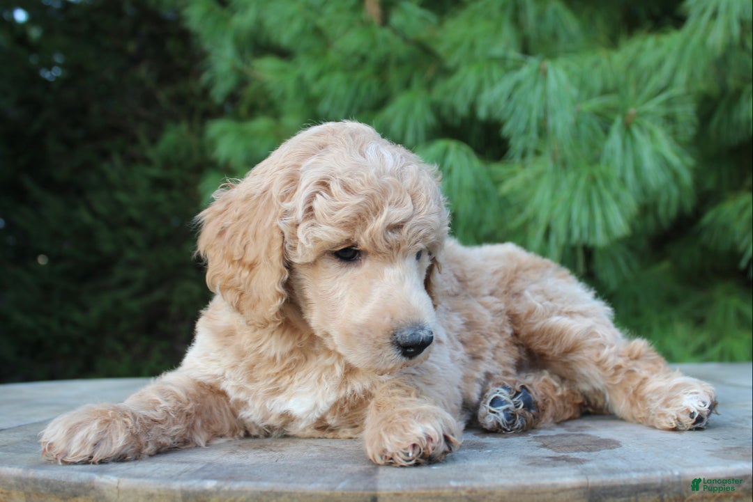Akc Standard Poodle Tail Docking Malibu Moyen For Sale In Apple