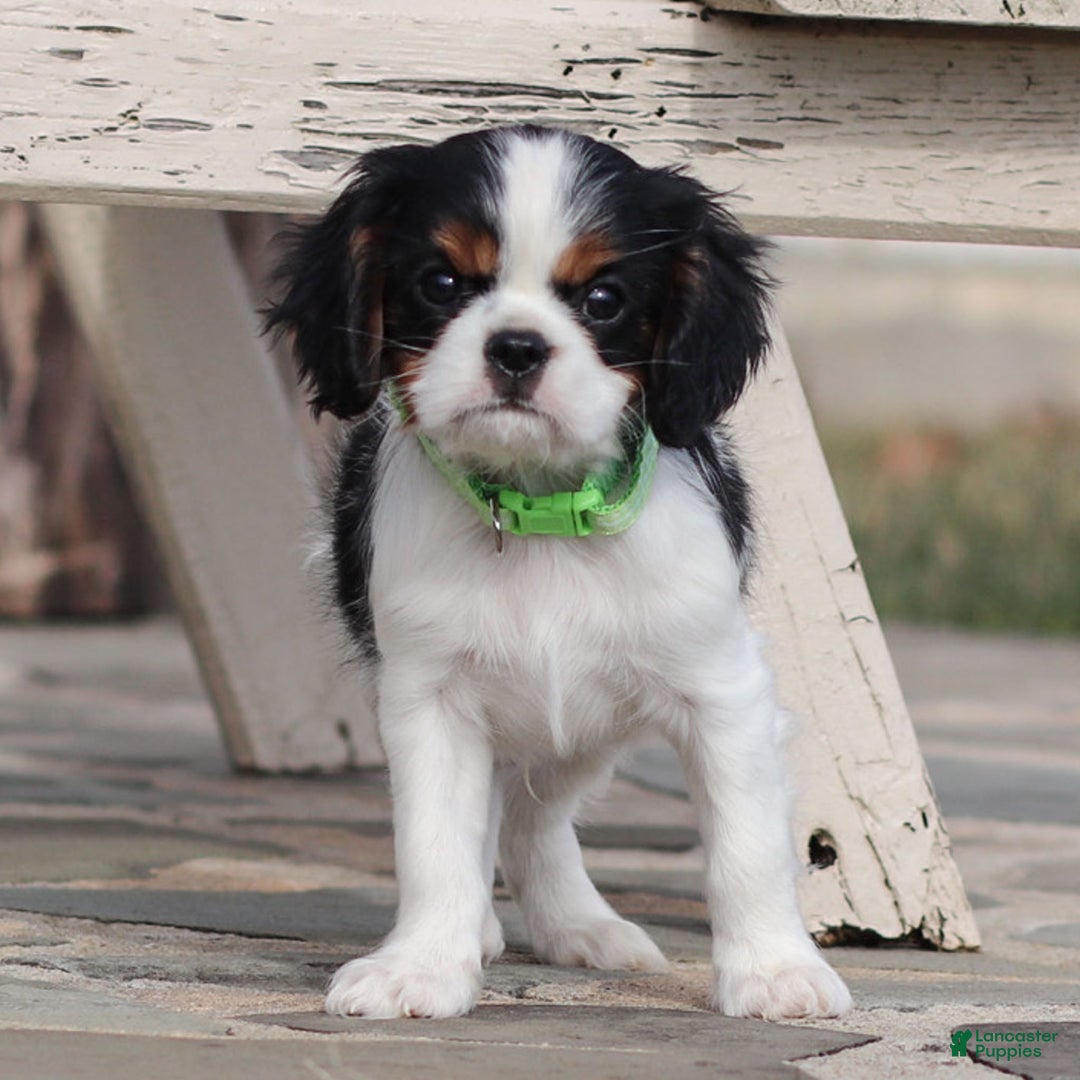 Cavalier King Charles Spaniel dogs for sale: Azriel - Ad 2