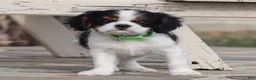 Cavalier King Charles Spaniel dogs for sale: Azriel - Ad 17