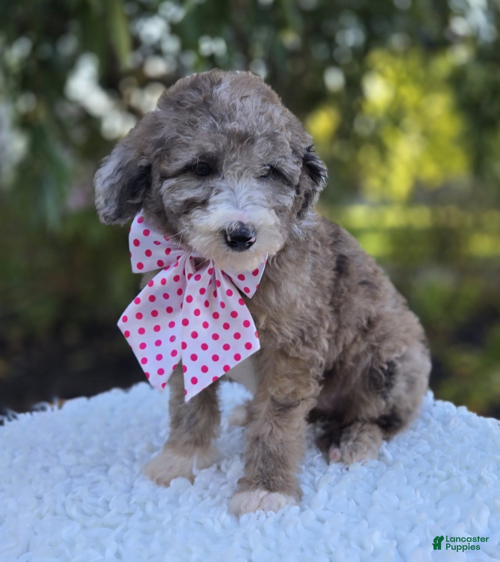 Sheepadoodle dogs Holly - Ad 1