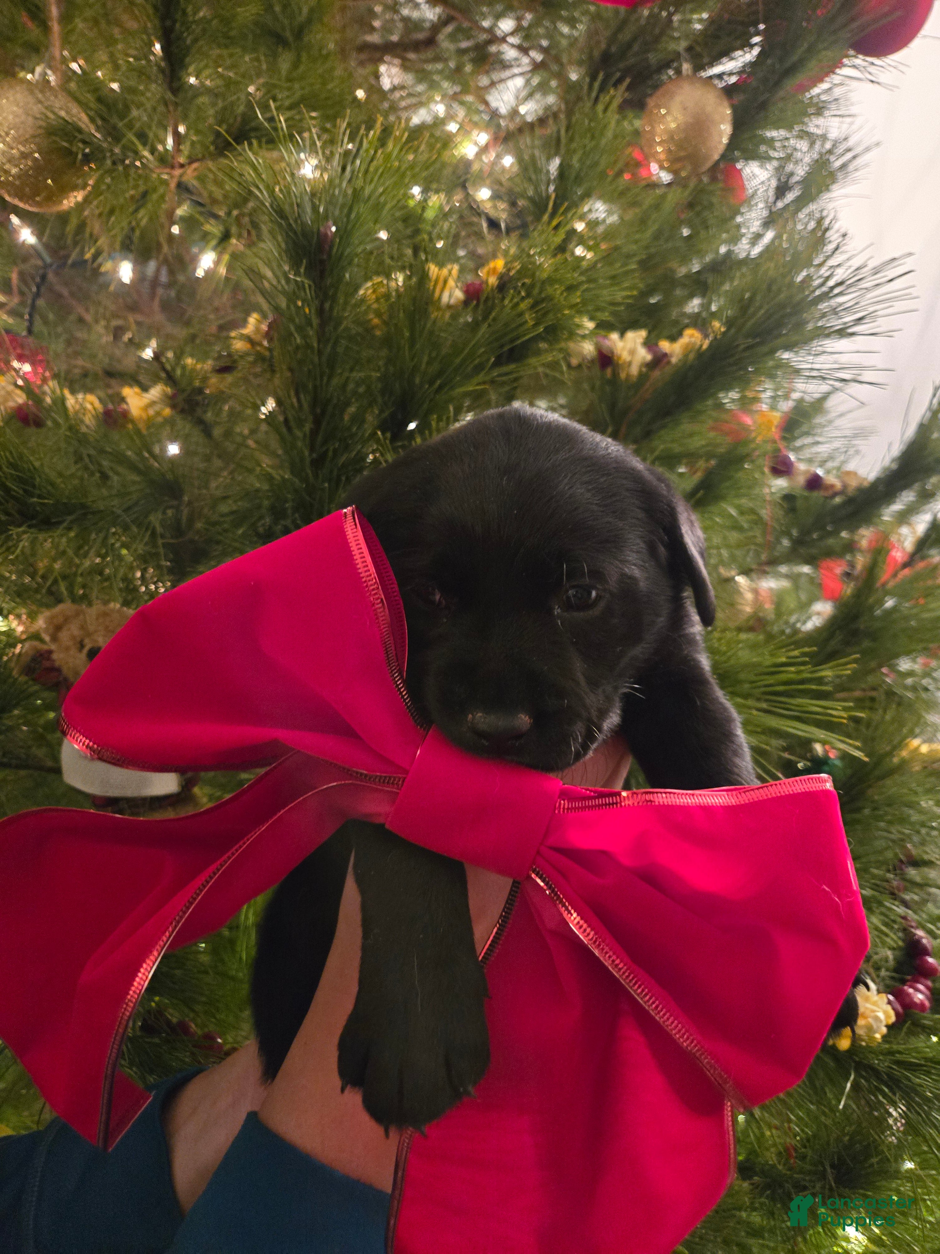 Labrador Retriever dogs Labrador Retriever Puppy 2 - Ad 10