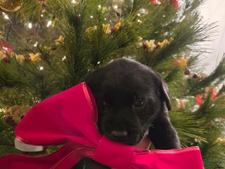 Labrador Retriever dogs Labrador Retriever Puppy 2 - Ad 21