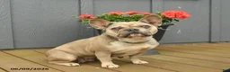 French Bulldog dogs for sale: Cuddles - Ad 1
