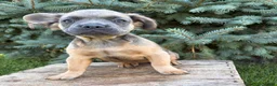 French Bulldog dogs for sale: Dakota Fluffy - Ad 4