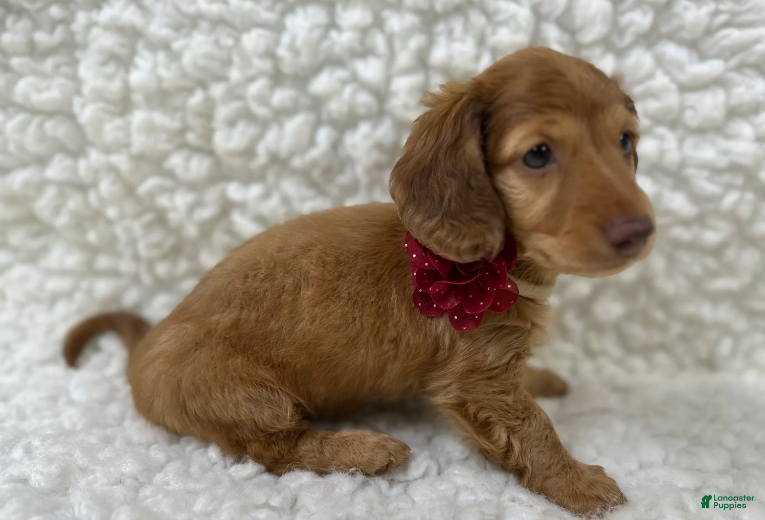 Mixed Breed dogs Frannie - Ad 2