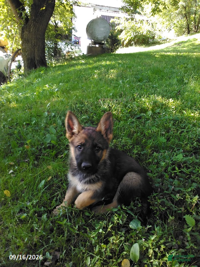 German Shepherd dogs Brenda - Ad 1