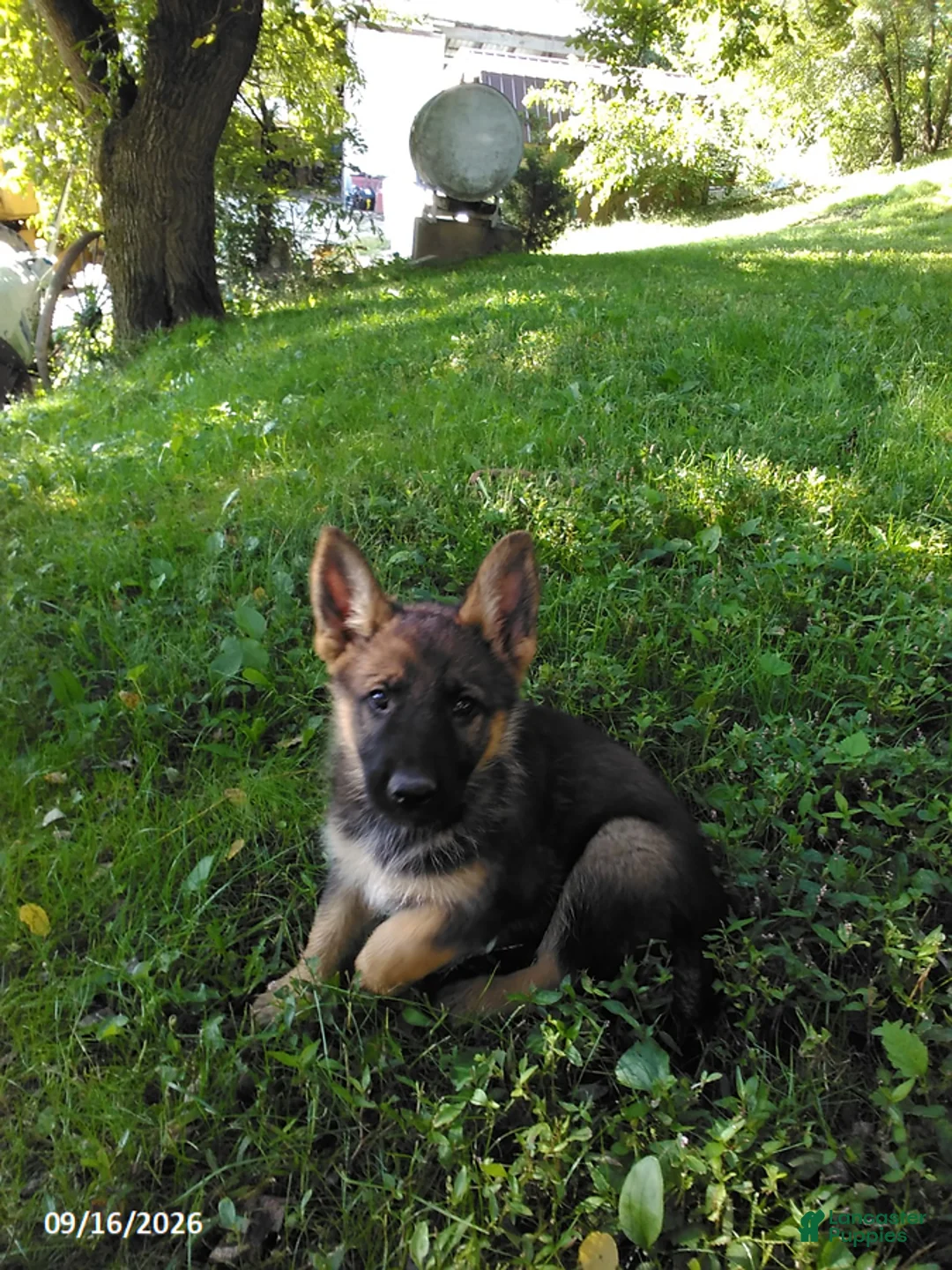 German Shepherd dogs for sale: Brenda - Ad 1