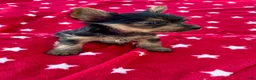 Yorkshire Terrier dogs for sale: Spoiled Male Yorkie - Ad 5