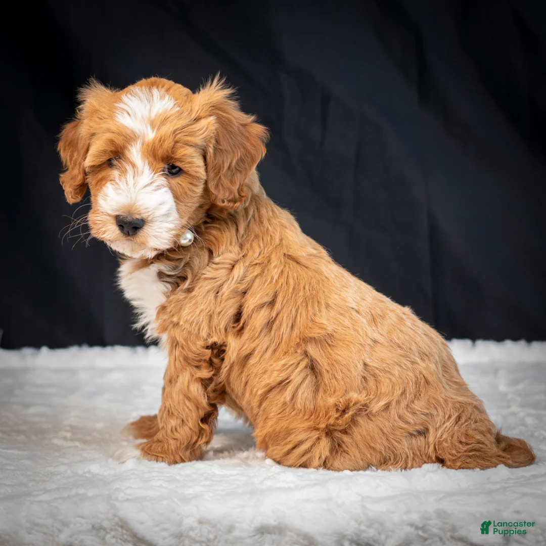 Mini Goldendoodle dogs for sale: Bubbles - Ad 4