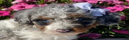 Mini Bernedoodle dogs for sale: Rose - Ad 3