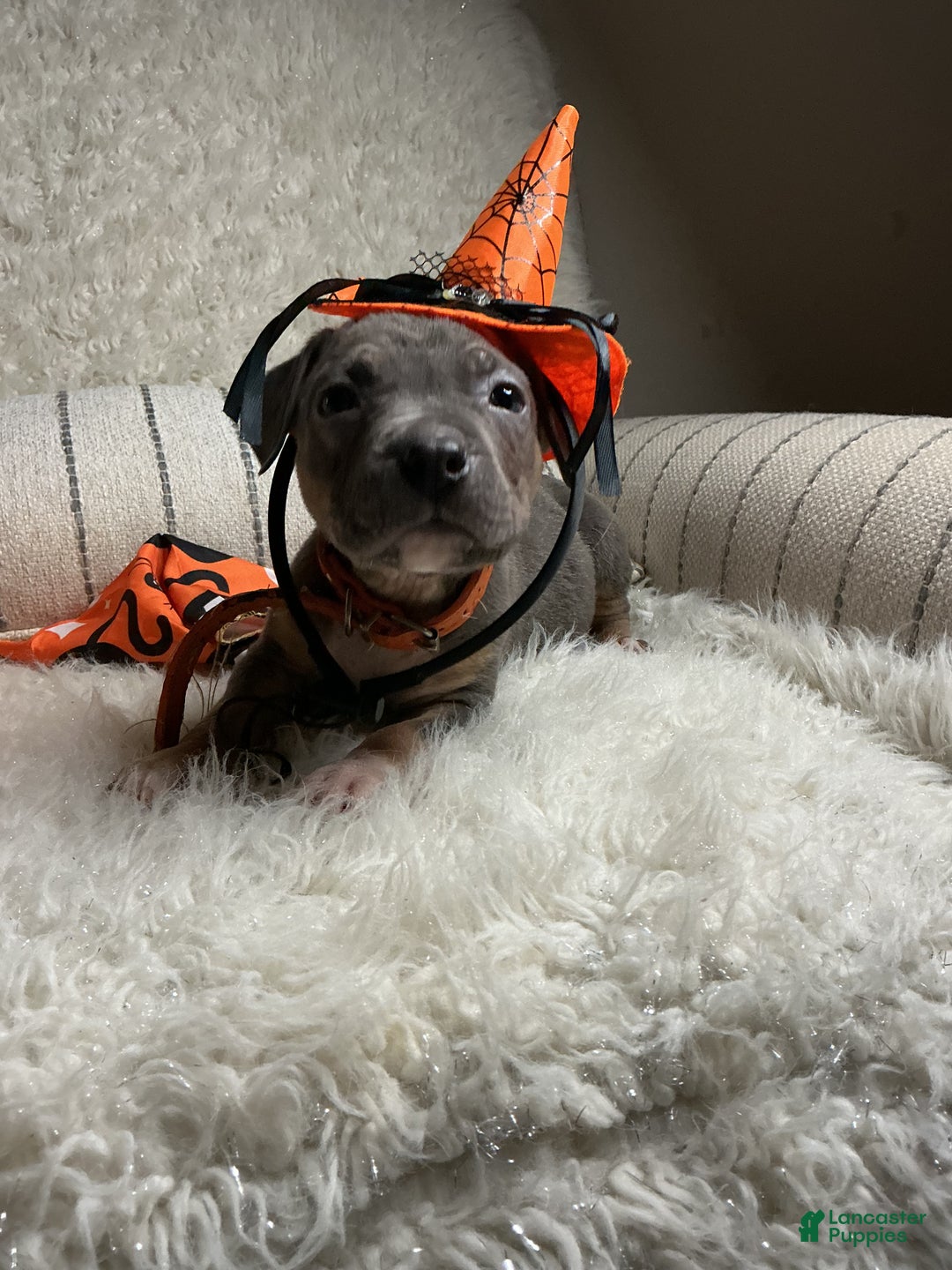 American Bully dogs for sale: Cookie Monster  - Ad 3