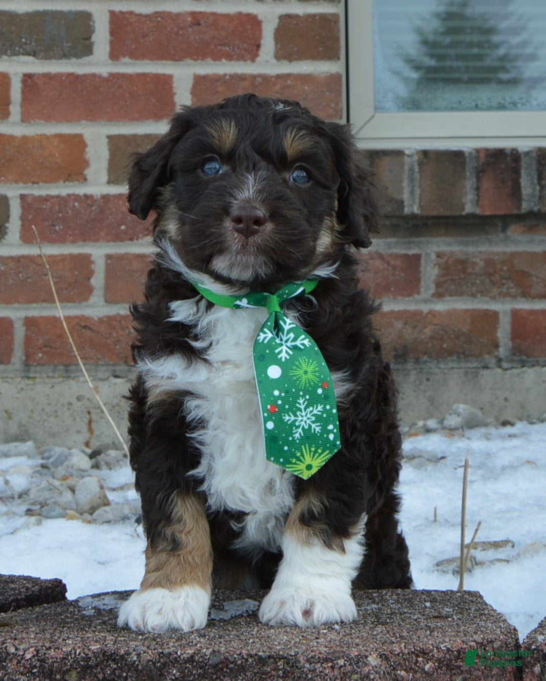 Mini Aussiedoodle dogs for sale: Mini Archie - Ad 16