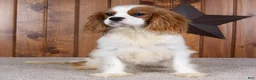 Cavalier King Charles Spaniel dogs for sale: Howard - Ad 3