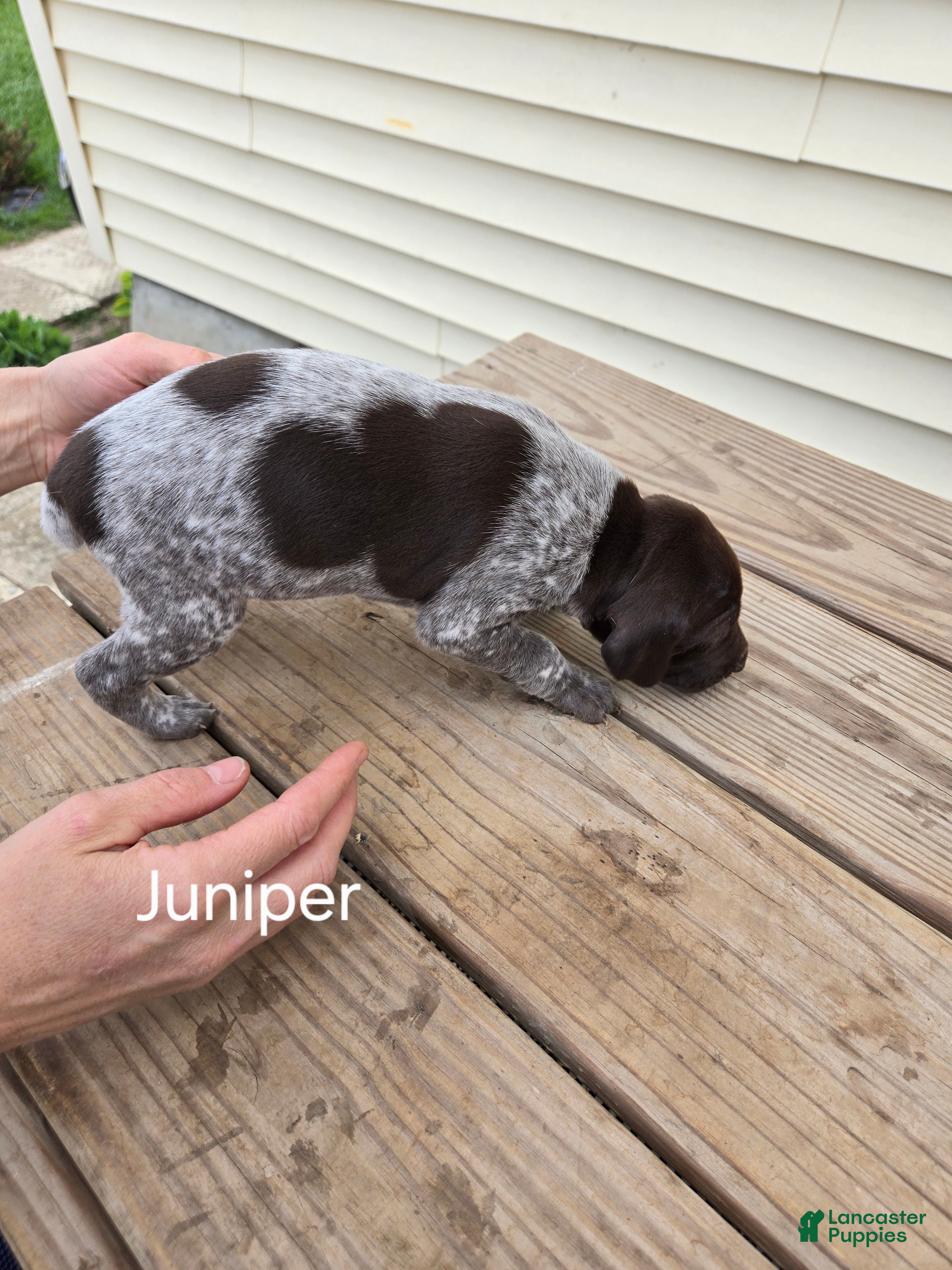 German Shorthaired Pointer dogs Juniper  - Ad 1