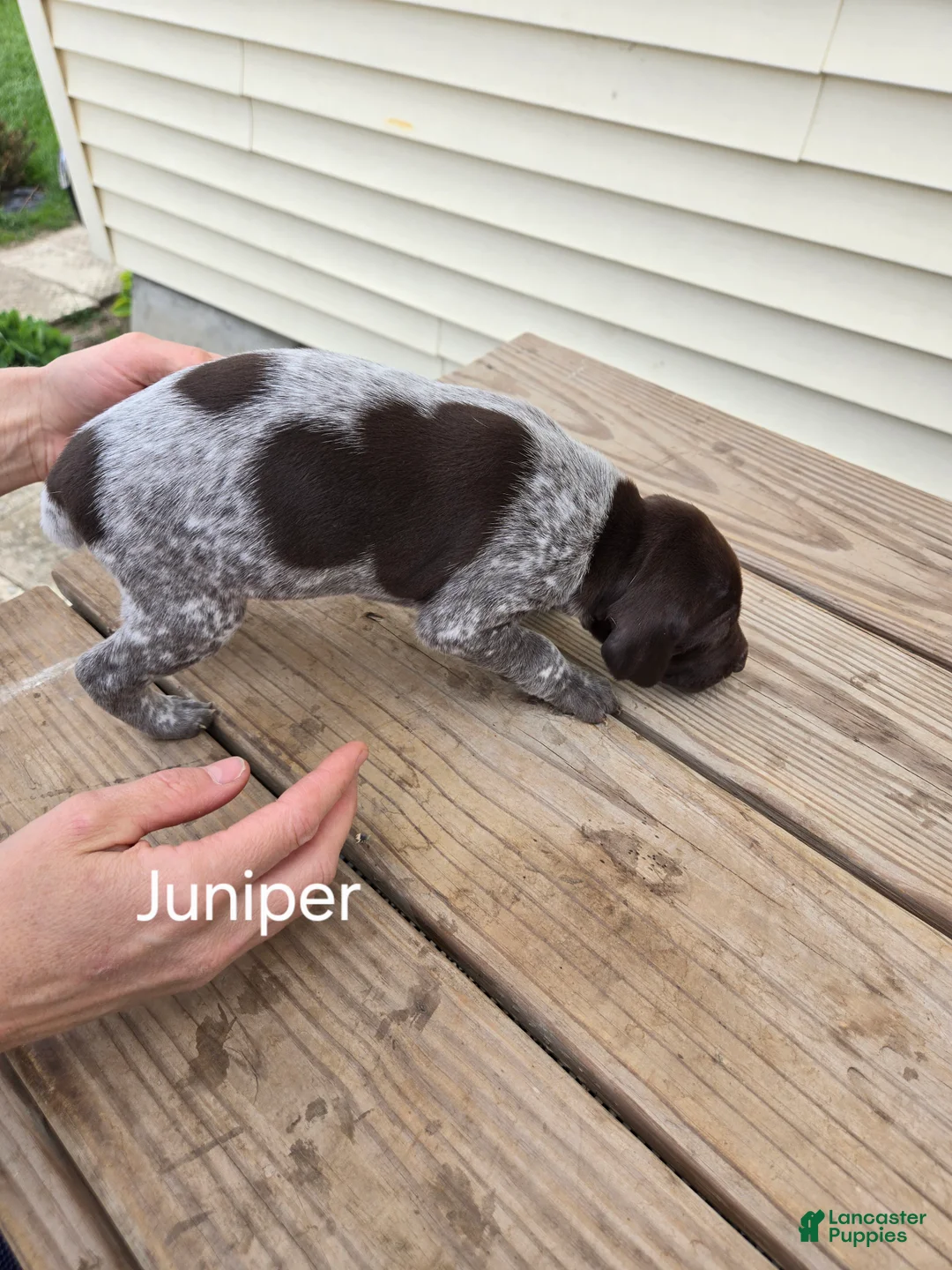 German Shorthaired Pointer dogs for sale: Juniper  - Ad 1