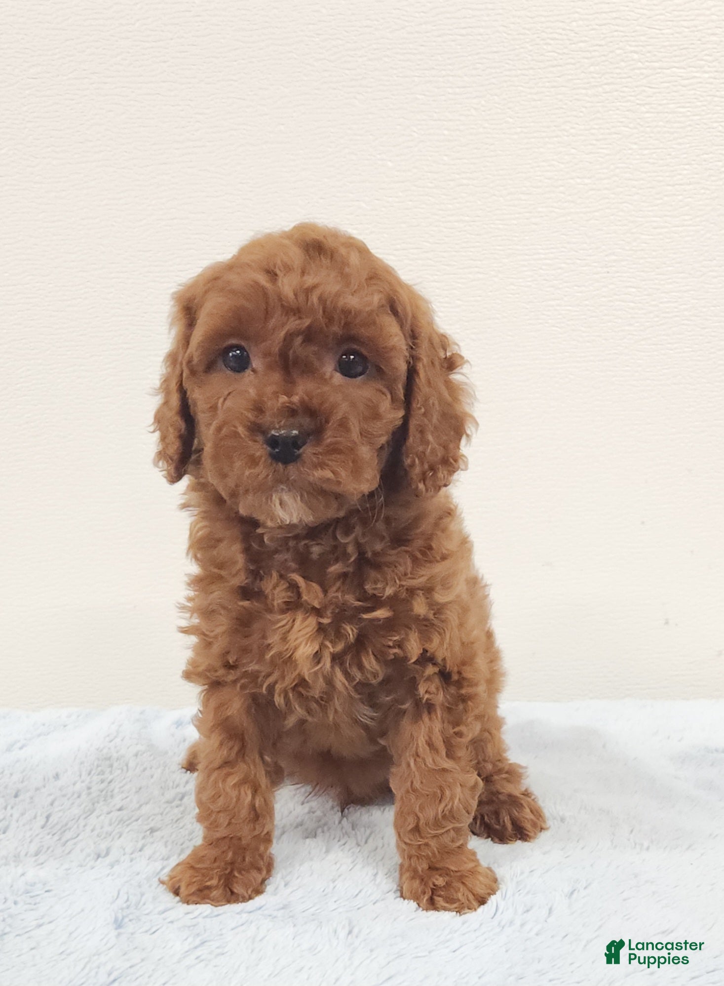 Mini Goldendoodle dogs Rambo - Ad 1