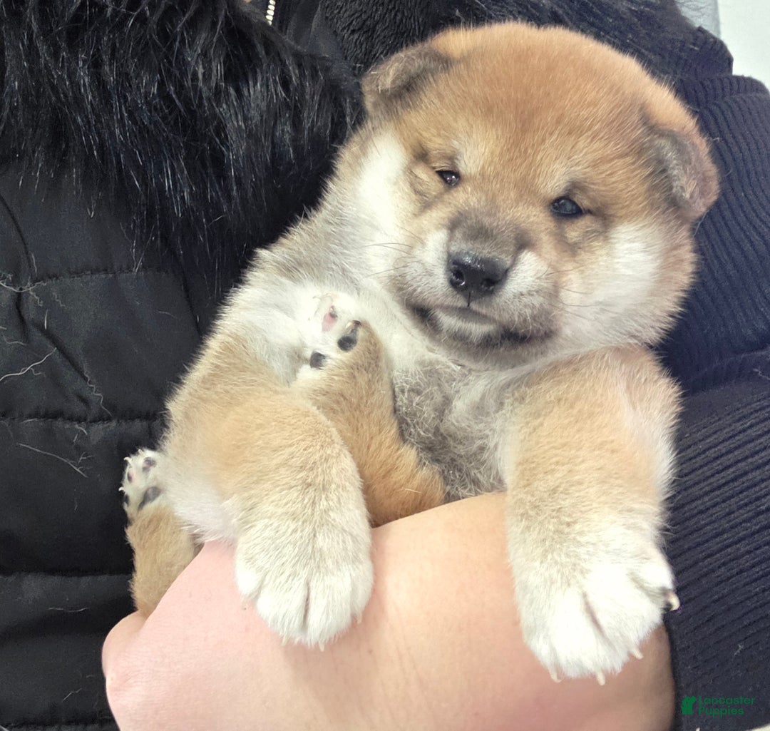 Shiba Inu dogs for sale: Anya - Ad 7