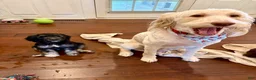 Double Doodle dogs for sale: Georgie - Ad 3