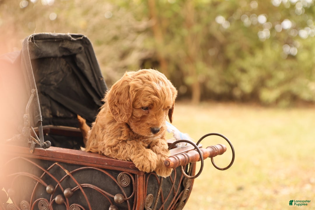 Mini Goldendoodle dogs for sale: Oakley - Ad 3