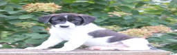 Mixed Breed dogs for sale: Sparky - Ad 3