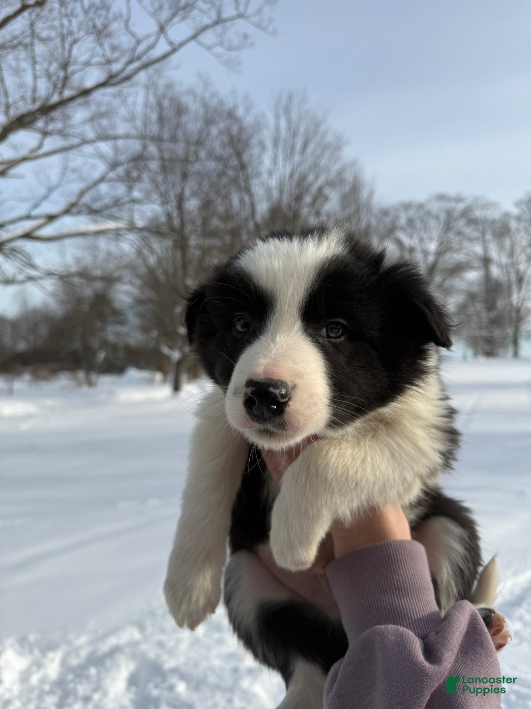 Border Collie dogs for sale: Male 1  - Ad 3