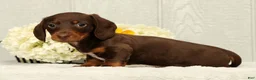 Miniature Dachshund dogs for sale: Jose - Ad 5