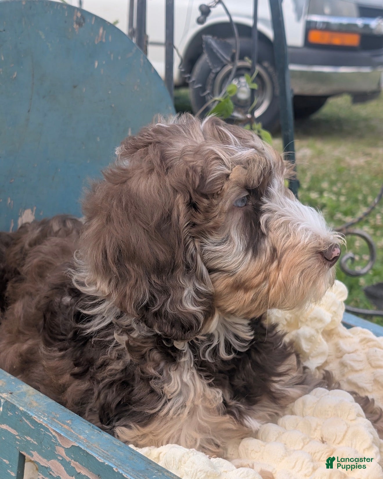 Labradoodle dogs Labradoodle 6 - Ad 2