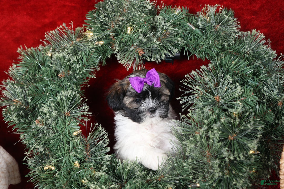 Shih Tzu dogs for sale: Rosie - Ad 5