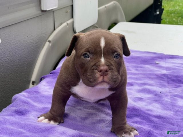 American Bully dogs American Bully 3 - Ad 4