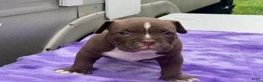 American Bully 3