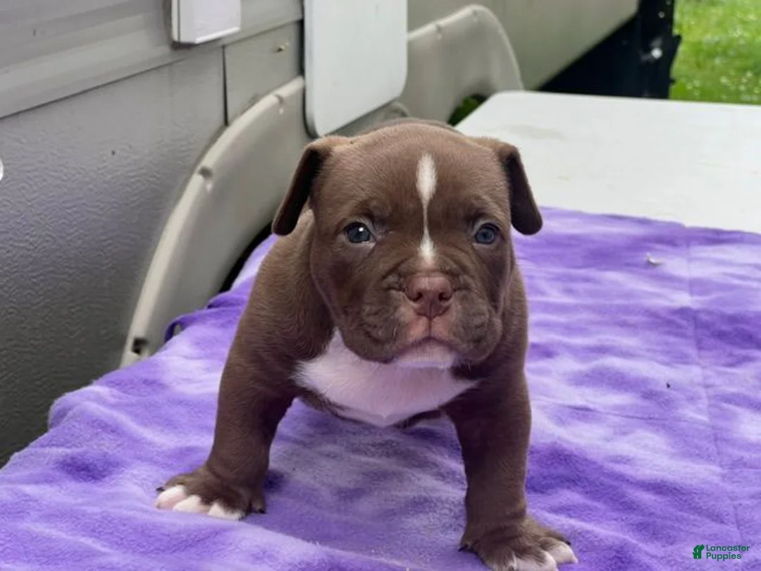 American Bully dogs for sale: American Bully 3 - Ad 1