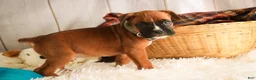 Boxer dogs for sale: Espresso - Ad 6
