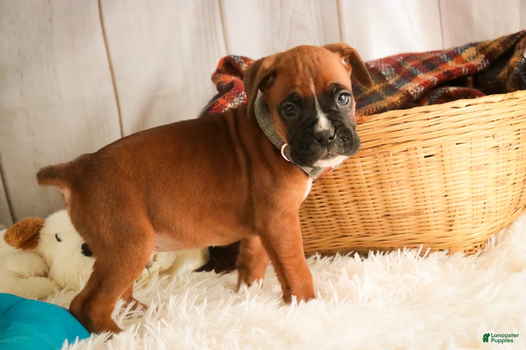 Boxer dogs for sale: Espresso - Ad 6