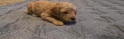 Mini Goldendoodle dogs for sale: daisy  - Ad 5