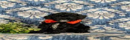 Miniature Poodle dogs for sale: Noble - Ad 3