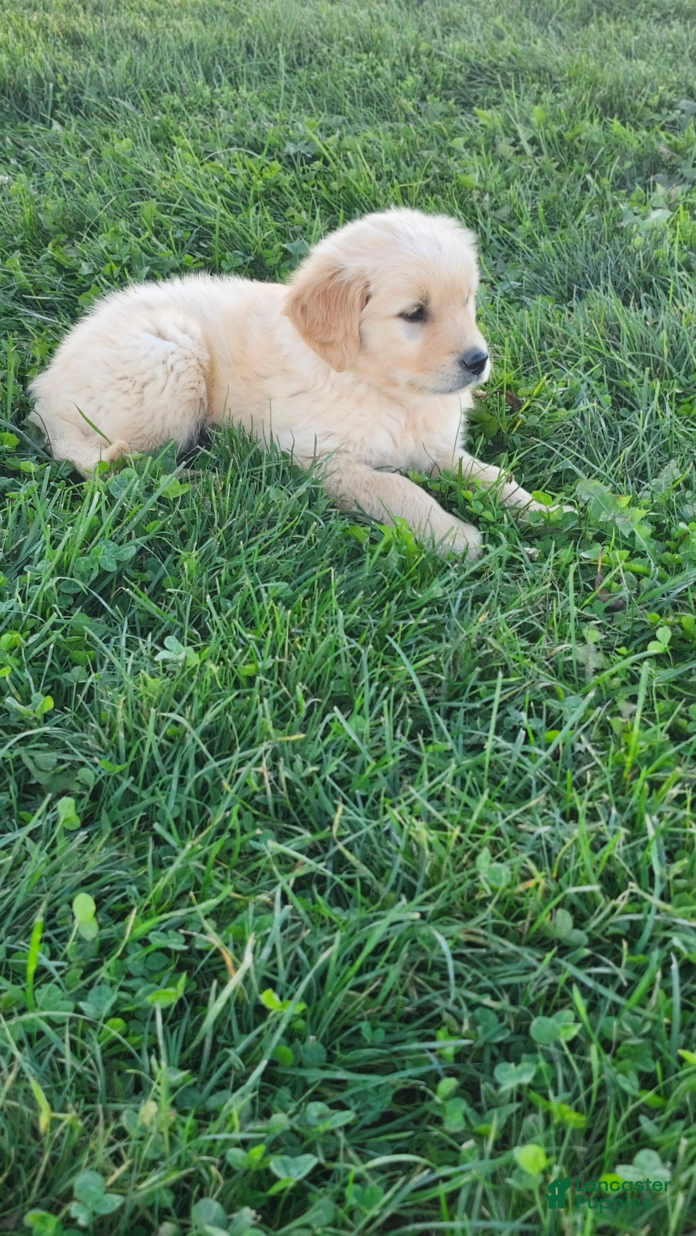 Golden Retriever dogs Tucker - Ad 2