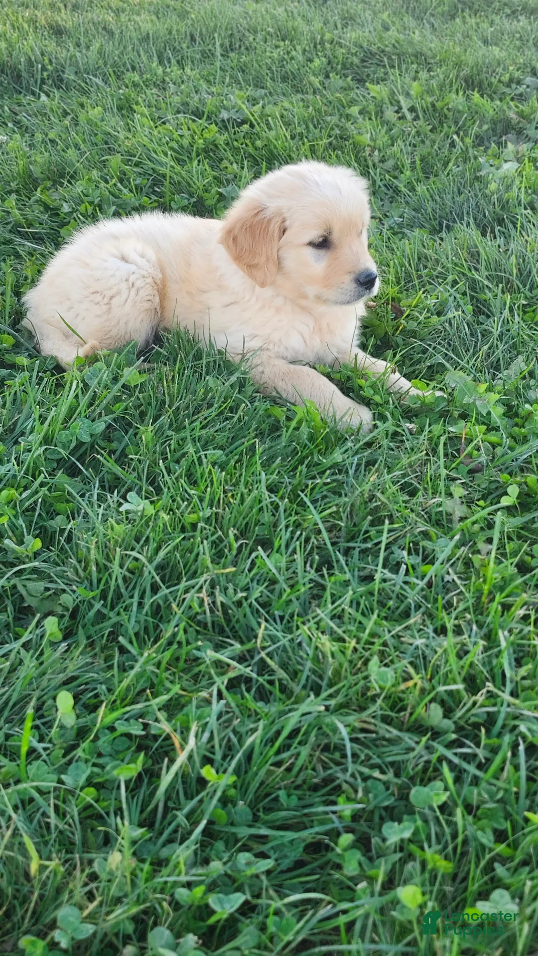 Golden Retriever dogs for sale: Tucker - Ad 2