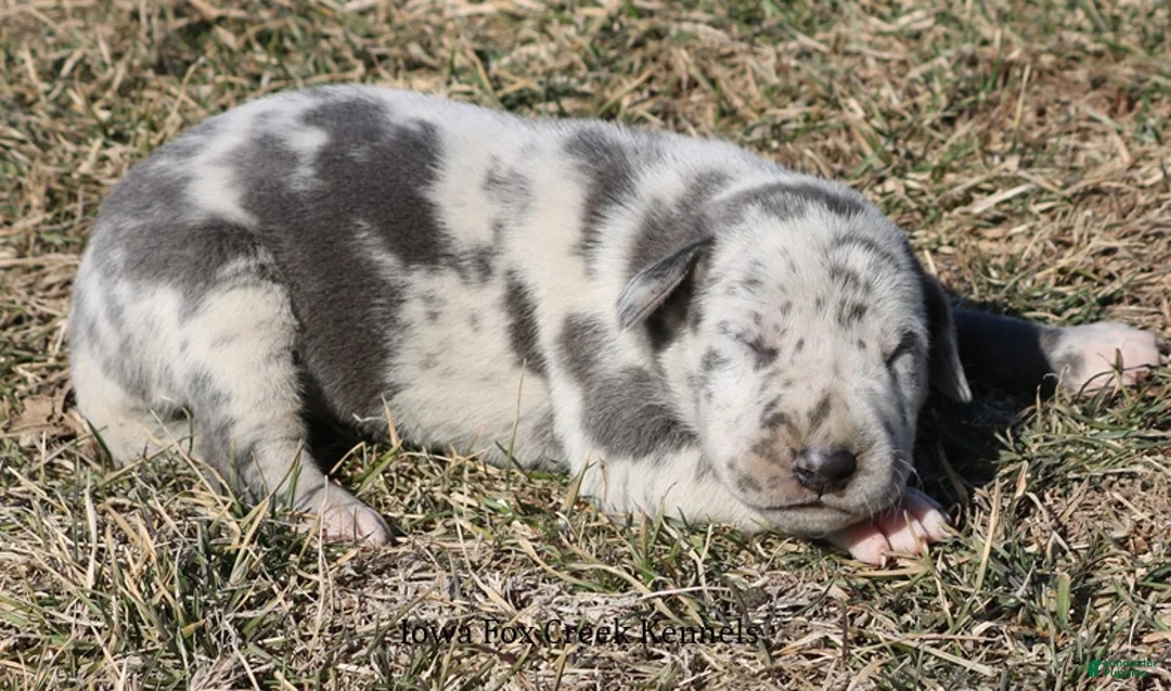 Great Dane dogs for sale: Sophie - Ad 5