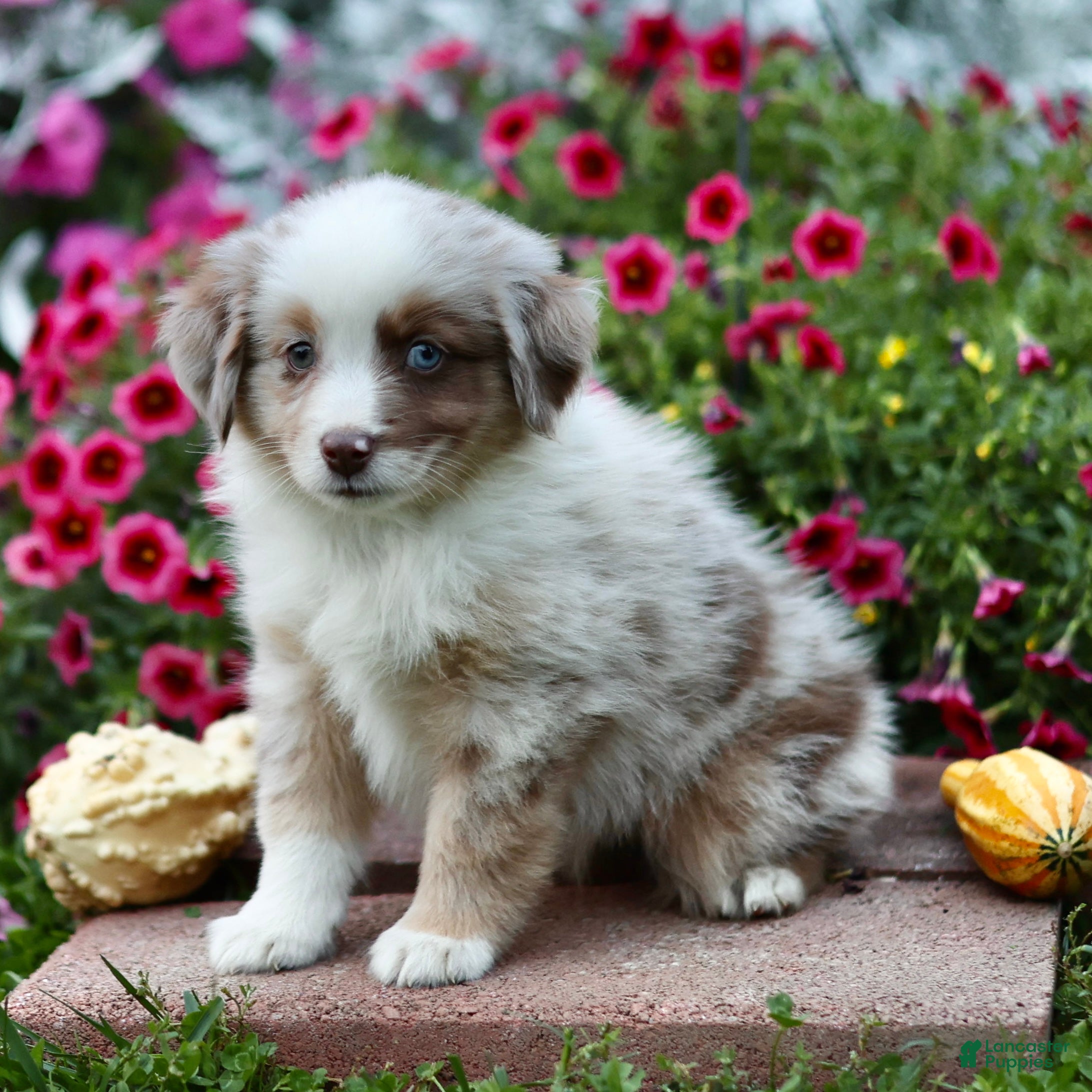Miniature Australian Shepherd dogs Liberty - Ad 1