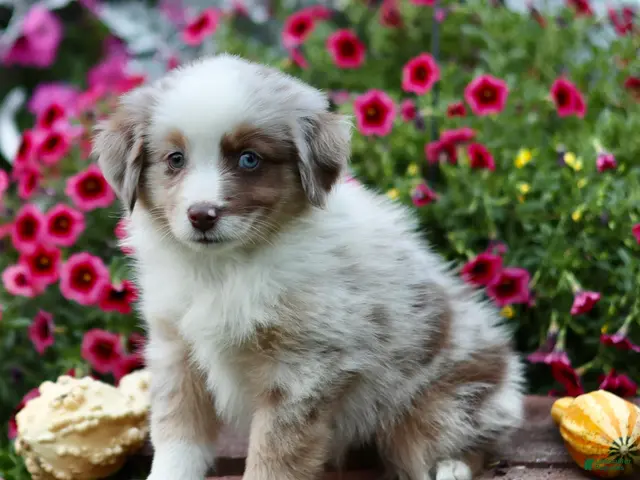 Miniature Australian Shepherd dogs for sale: Liberty - Ad 1
