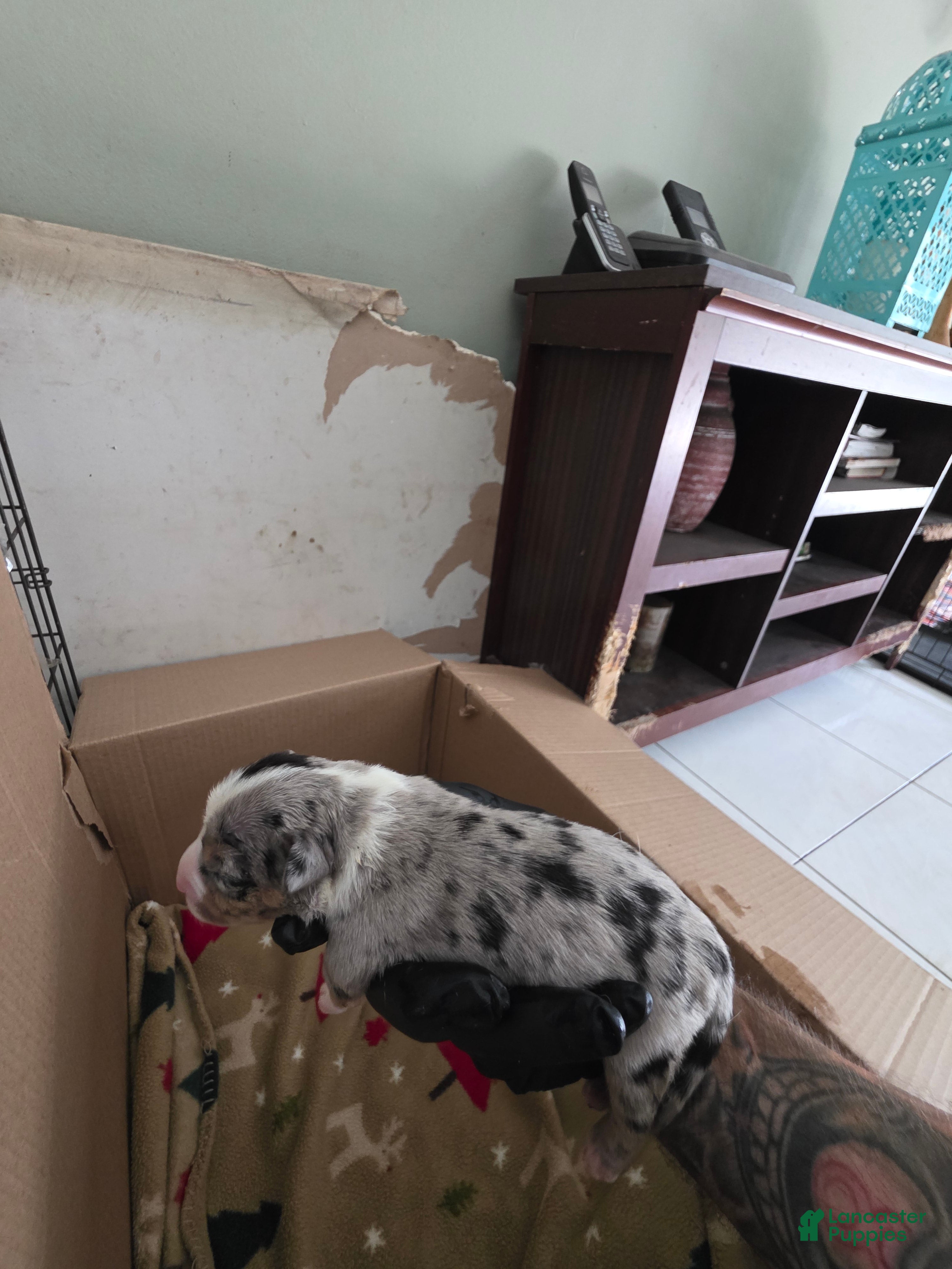 American Bully dogs American Bully 5 - Ad 26