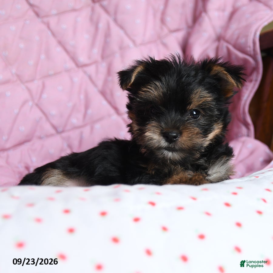 Yorkshire Terrier dogs Ginger - Ad 2