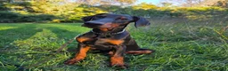Doberman Pinscher dogs for sale: Malcolm - Ad 8