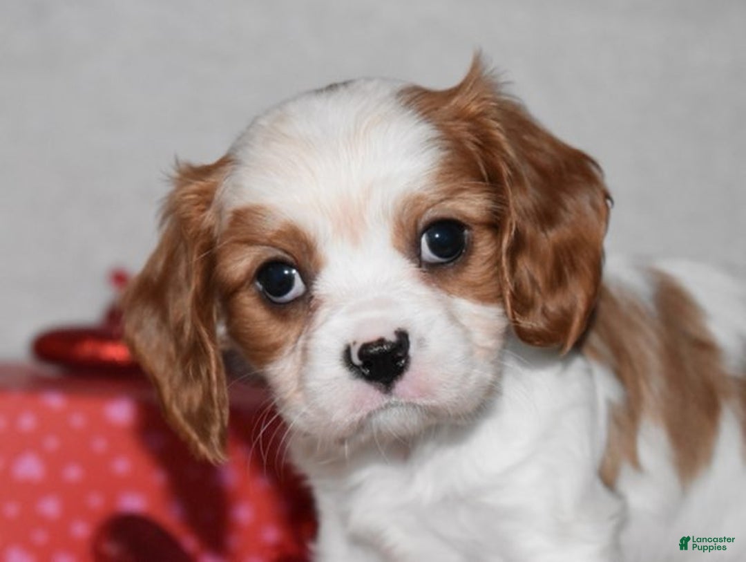 Cavalier King Charles Spaniel dogs for sale: Odie - Ad 9