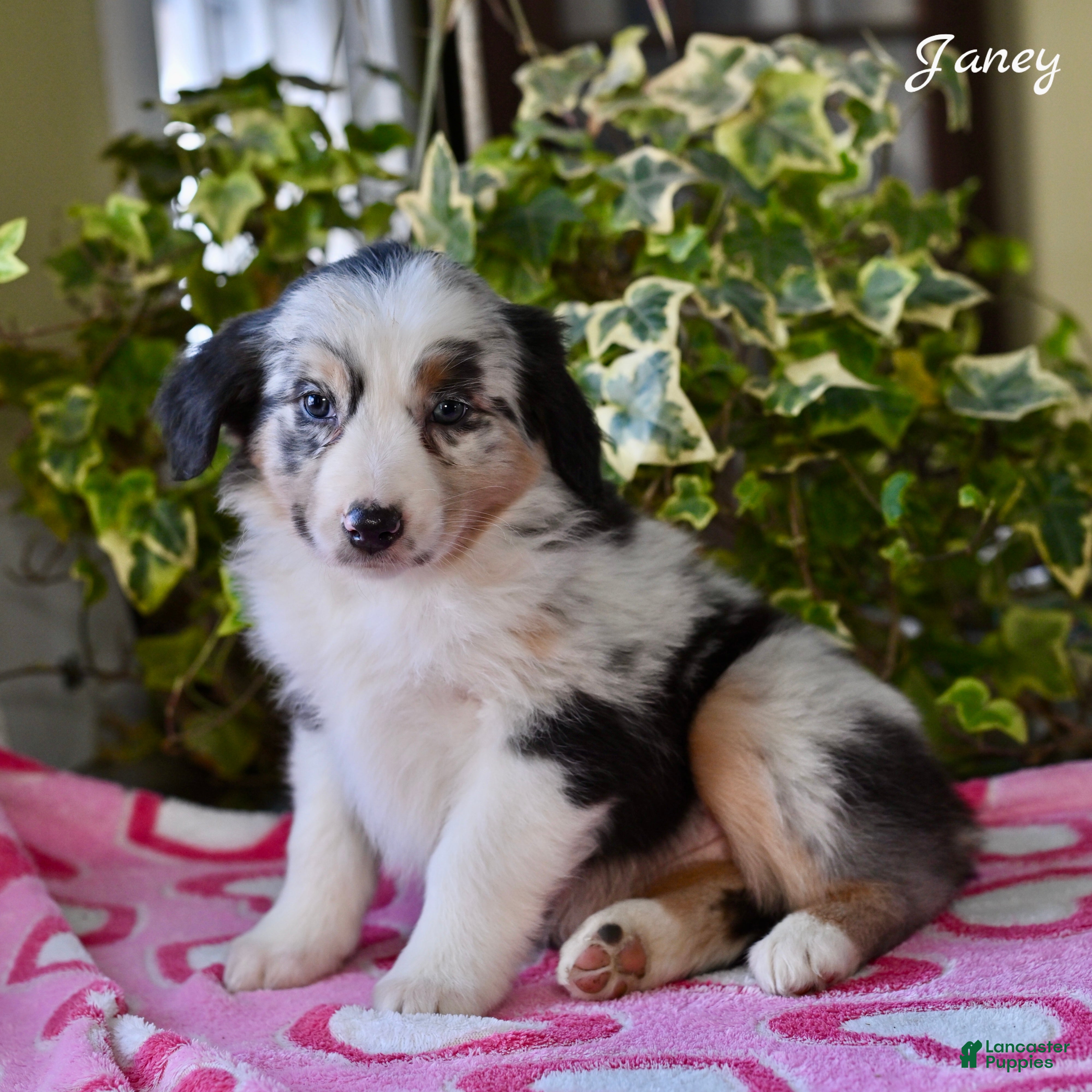 Australian Shepherd dogs Janey - Ad 32
