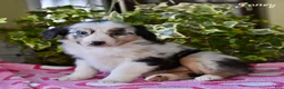 Australian Shepherd dogs for sale: Janey - Ad 1