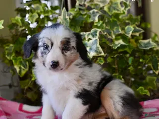 Australian Shepherd dogs Janey - Ad 32