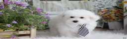 Maltipoo dogs for sale: Atticus - Ad 1