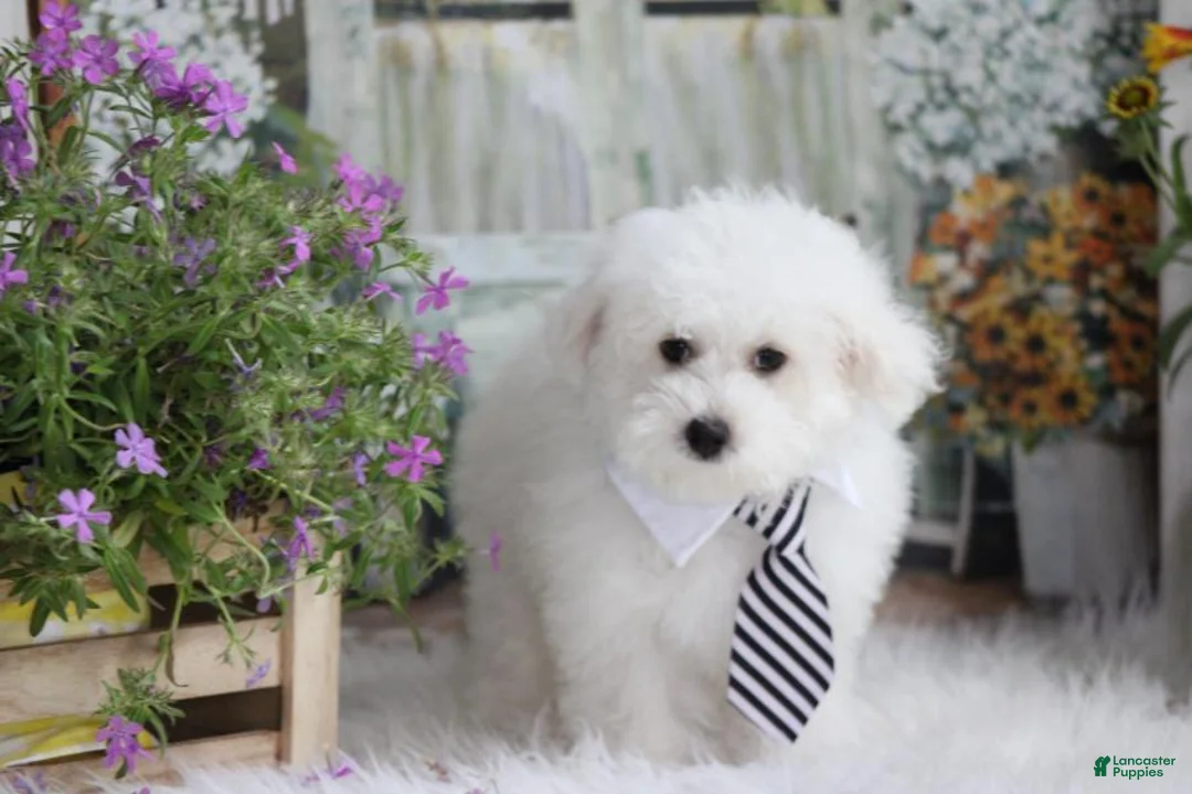 Maltipoo dogs for sale: Atticus - Ad 1