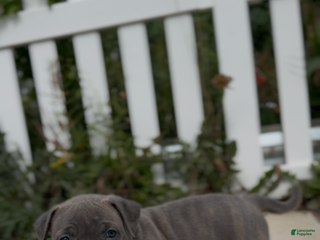 American Bully dogs Brownie - Ad 38